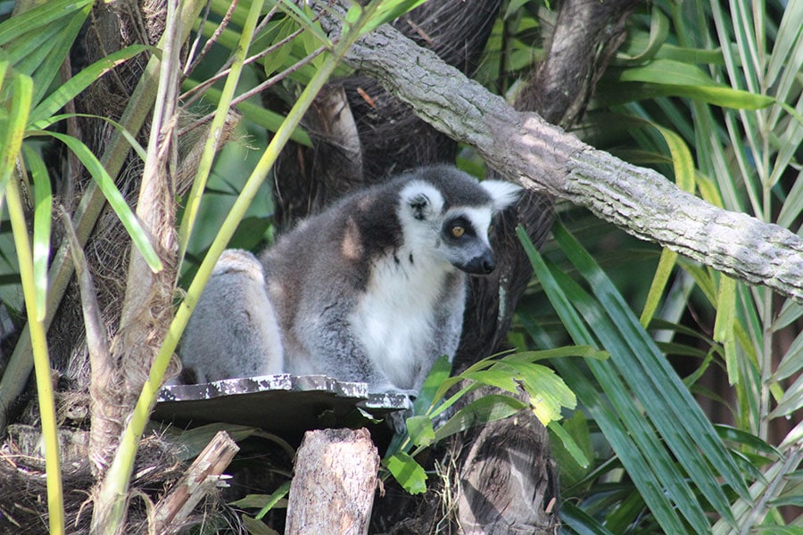 Wildlife Wednesday: Animals Return to the Tree of Life | Disney Parks Blog