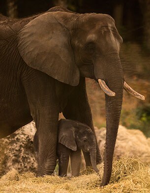 Pictures: Disney's new baby elephant explores at Animal Kingdom