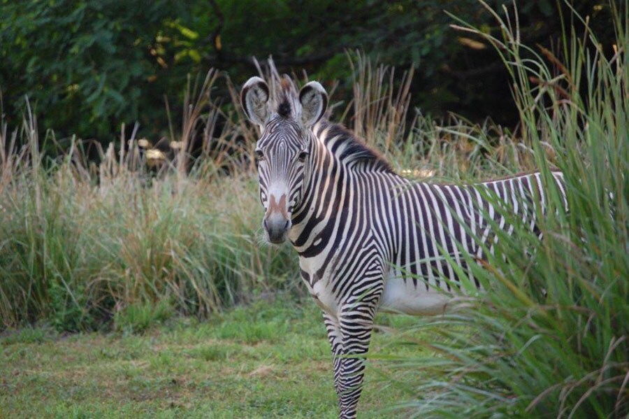 Wildlife Wednesday: Celebrate International Zebra Day