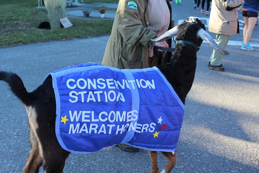 Animals Supporting Runners During the Walt Disney World Marathon