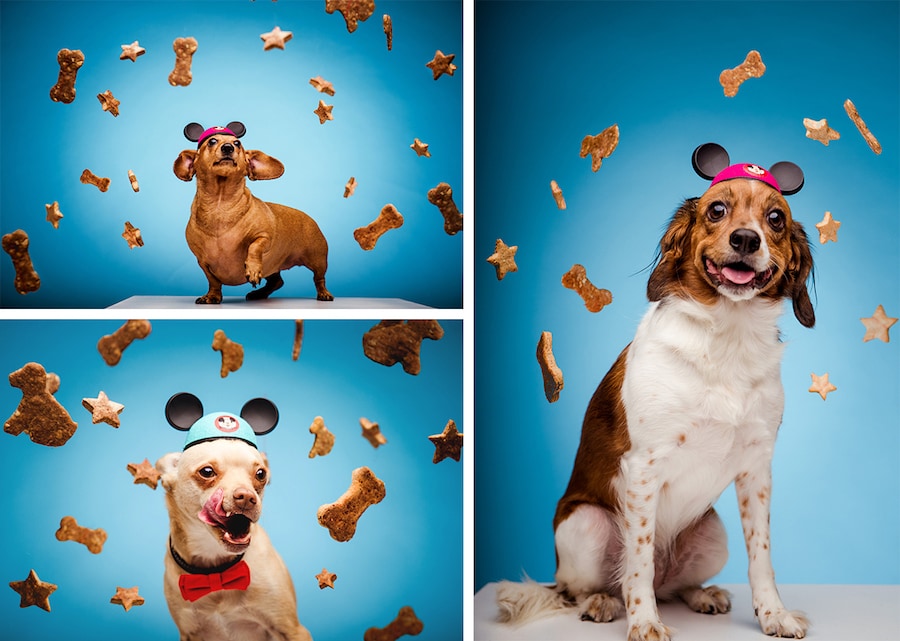 Celebrate National Dog Biscuit Appreciation Day Feb. 23 With Dog Treat Recipes from Disney Chefs
