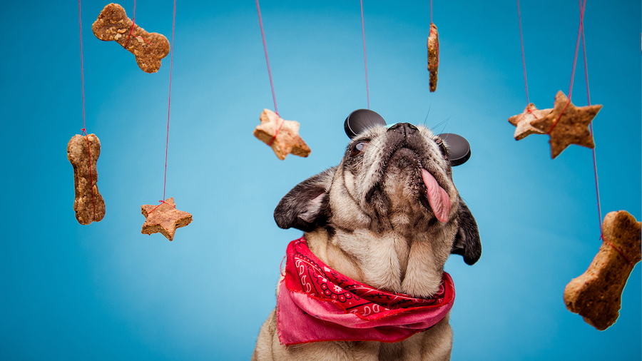 Celebrate National Dog Biscuit Appreciation Day Feb. 23 With Dog Treat Recipes from Disney Chefs