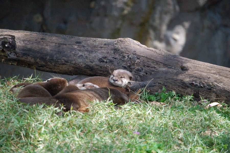 Otter Pup-Date from the Tree of Life