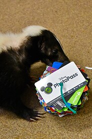 Wildlife Wednesday: Guests Are Helping Make Enrichment for Animals