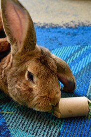 Wildlife Wednesday: Guests Are Helping Make Enrichment for Animals