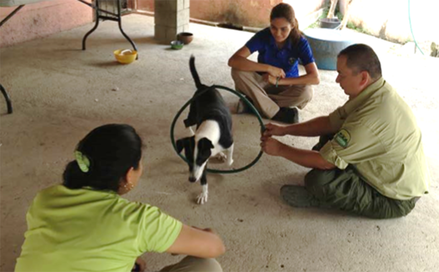 Wildlife Wednesday: Canines, Kids and Keepers Conserve Cotton-Top Tamarins in Colombia