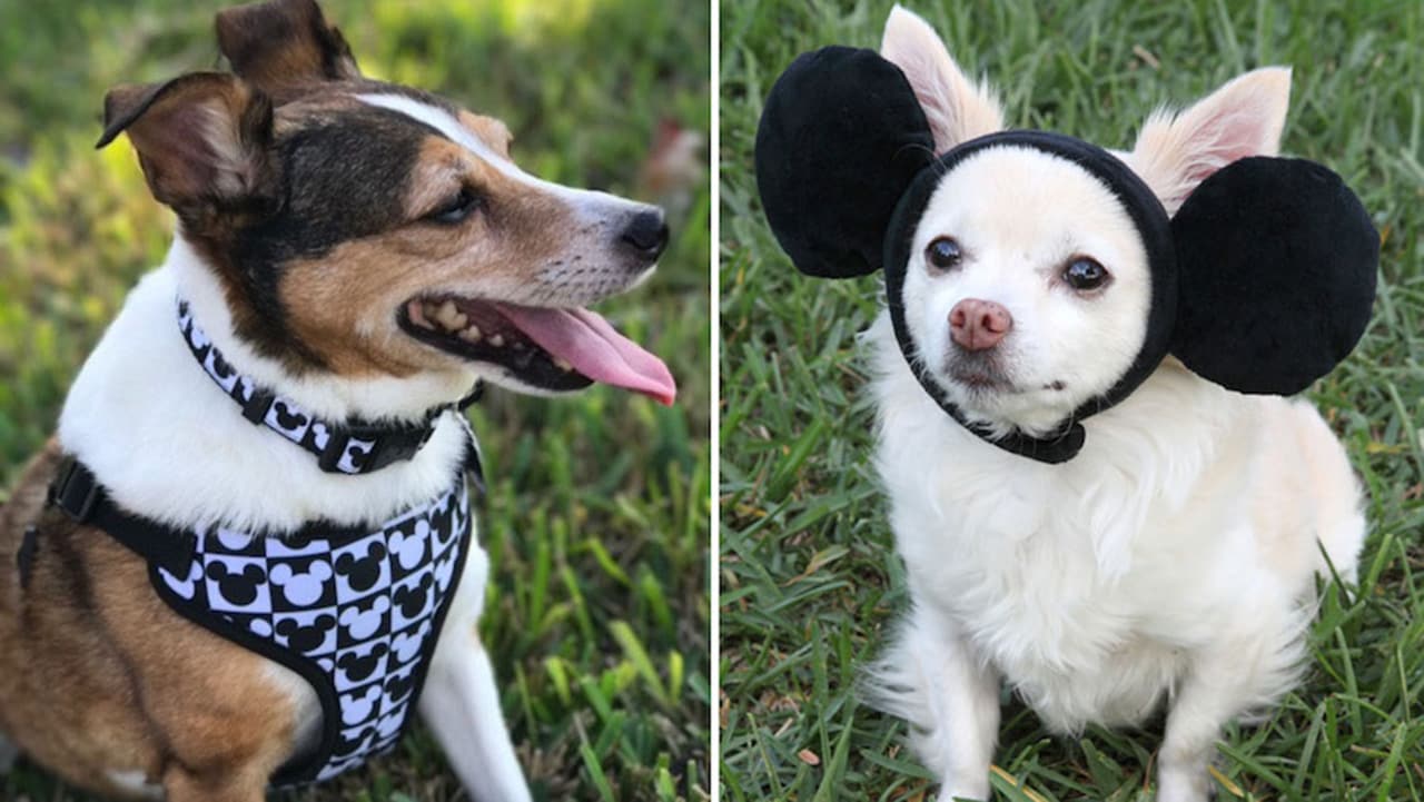 This Week in Disney Parks Photos: Pups Sport New Disney Tails