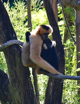 Wildlife Wednesday: Meet Harper, One of the Gibbons at Disney’s Animal Kingdom
