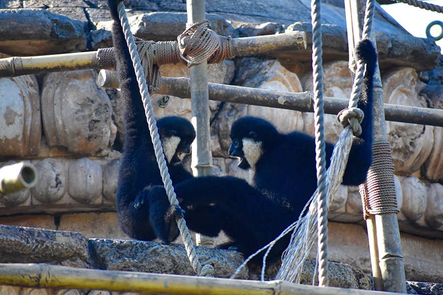 Wildlife Wednesday: Meet Harper, One of the Gibbons at Disney’s Animal Kingdom