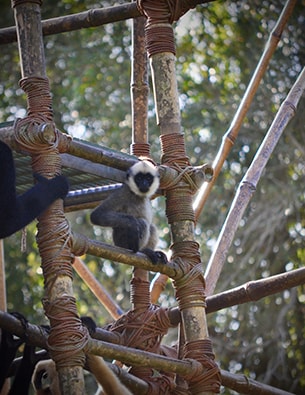 Wildlife Wednesday: Meet Harper, One of the Gibbons at Disney’s Animal Kingdom