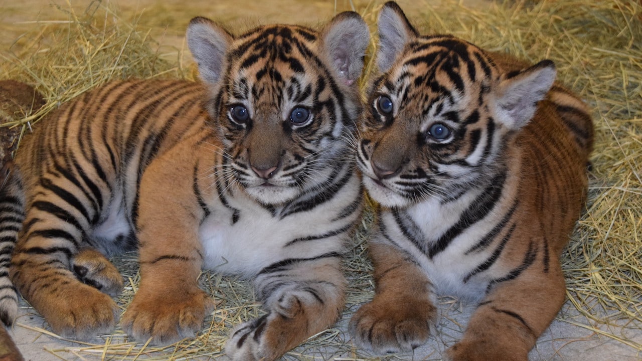 sumatran tiger cubs