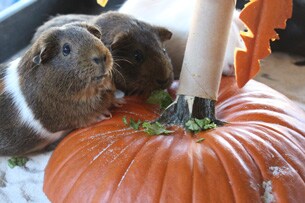 Pumpkins Add Spice to Animal Enrichment Fun at Disney's Animal Kingdom