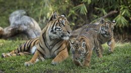 Sumatran Tiger Cubs