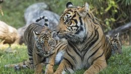 Sumatran tiger cubs at Disney’s Animal Kingdom
