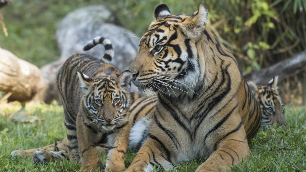 Wildlife Wednesday: Disney's Care and Conservation of Tigers Supports  Species