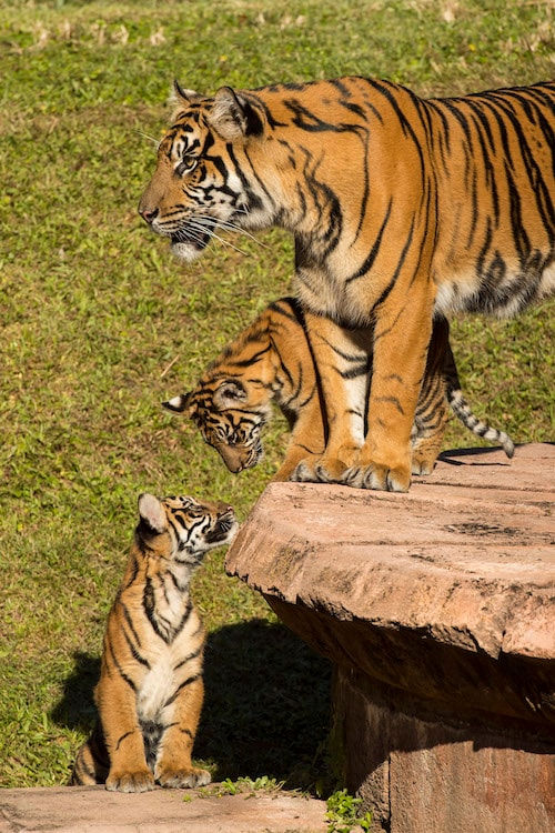 BENGAL TIGER LIFE-SIZE STATUE, Magic Special Events