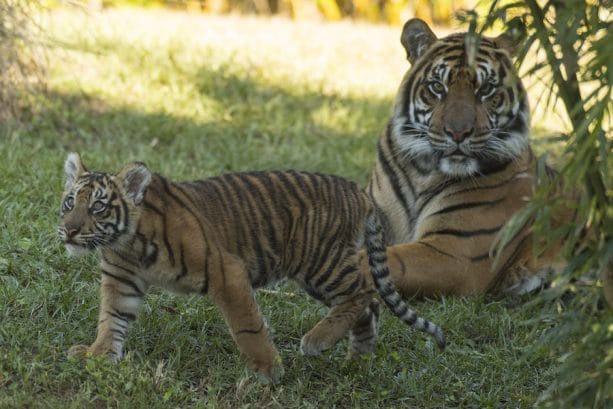 Sumatran tiger cubs at Disney’s Animal Kingdom