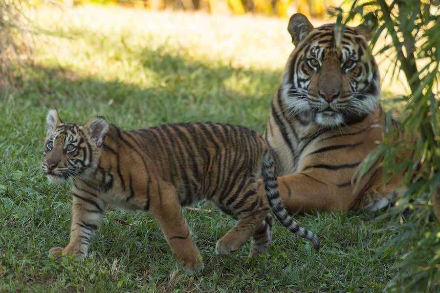 Wildlife Wednesday: Disney’s Care and Conservation of Tigers Supports ...