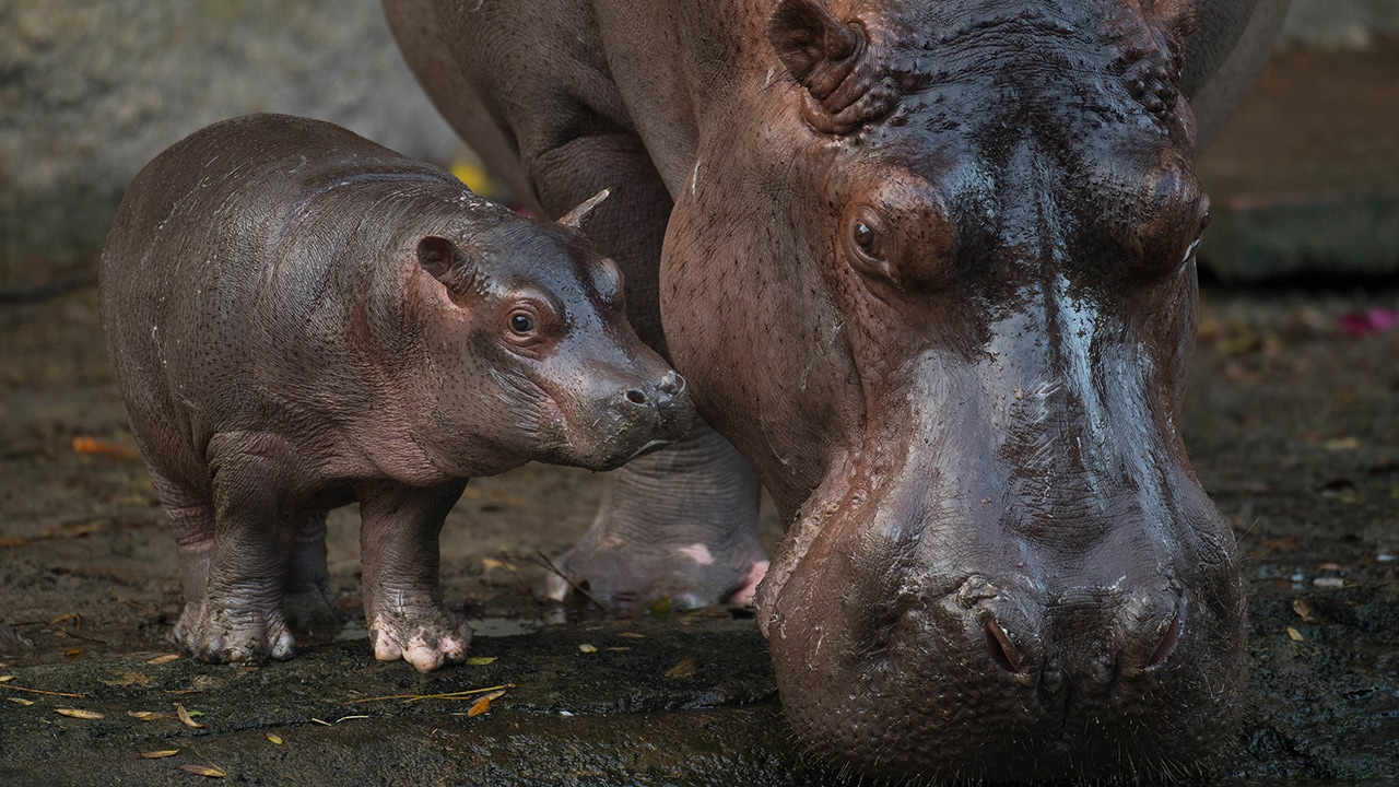 Wildlife Wednesday: Introducing Augustus, a male baby hippo, at Disney's  Animal Kingdom | Disney Parks Blog