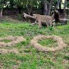 Cheetahs Celebrate the 20th Anniversary of Disney’s Animal Kingdom