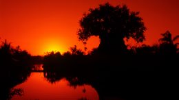 Tree of Life at Disney's Animal Kingdom