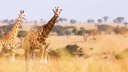 Giraffes in South Africa with Adventures by Disney
