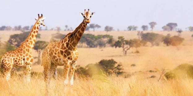 Giraffes in South Africa with Adventures by Disney