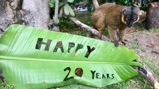 Residents of Disney’s Animal Kingdom Celebrate 20 Years