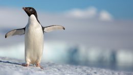 Disneynature "Penguins"