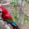 Parrots Celebrate the 20th Anniversary of Disney’s Animal Kingdom