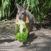 Wallaby Celebrates the 20th Anniversary of Disney’s Animal Kingdom