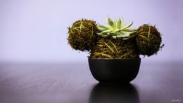 Kokedama, Walt Disney World DIY