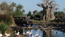 Kilimanjaro Safari Bus in action at Disney’s Animal Kingdom