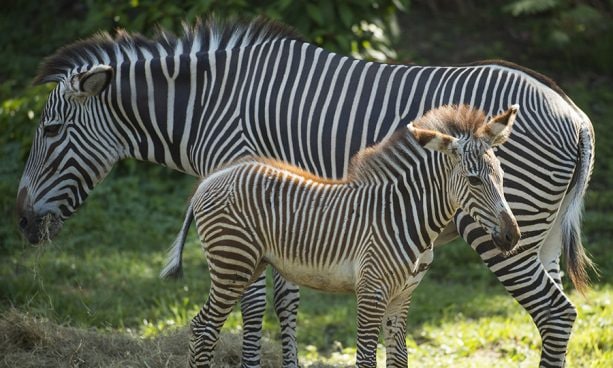 Mother Zebra Laylee and her foal Youka, at Disney's Animal Kingdom