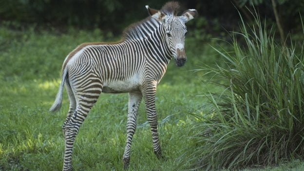Youka, new zebra foal, Disney's Animal Kingdom