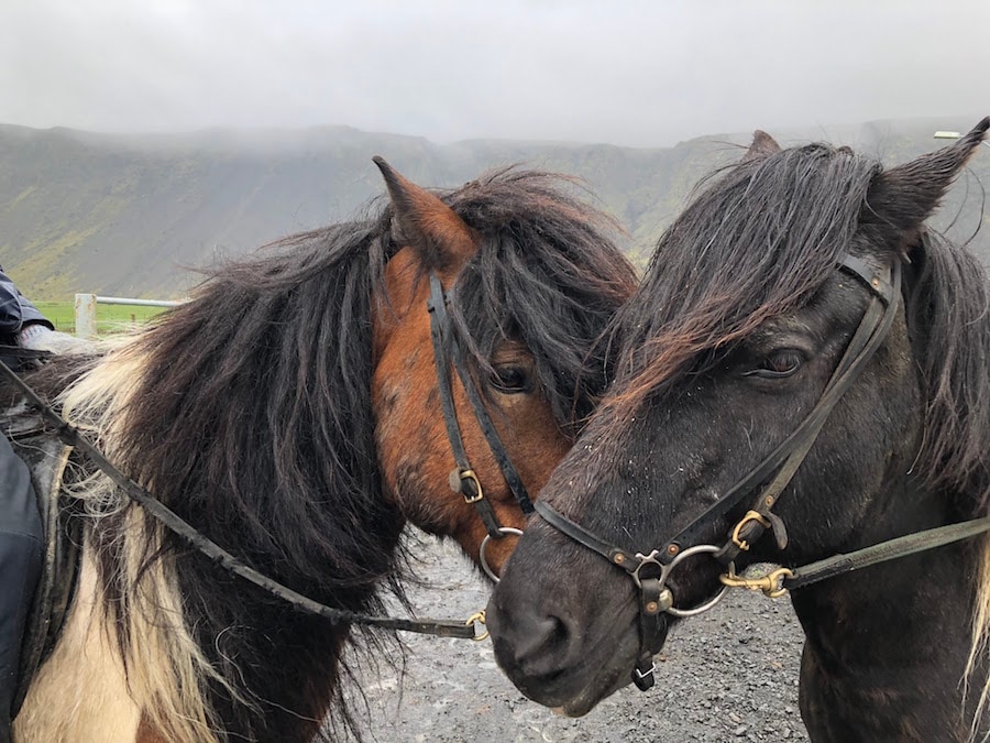 Icelandic Horses on Adventures by Disney Iceland Vacation