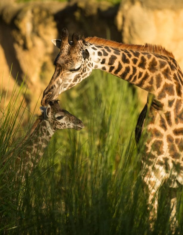 Giraffe Calf Aella born at Disney's Animal Kingdom Park