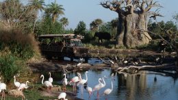 How Well Do You Know Kilimanjaro Safaris? - QUIZ