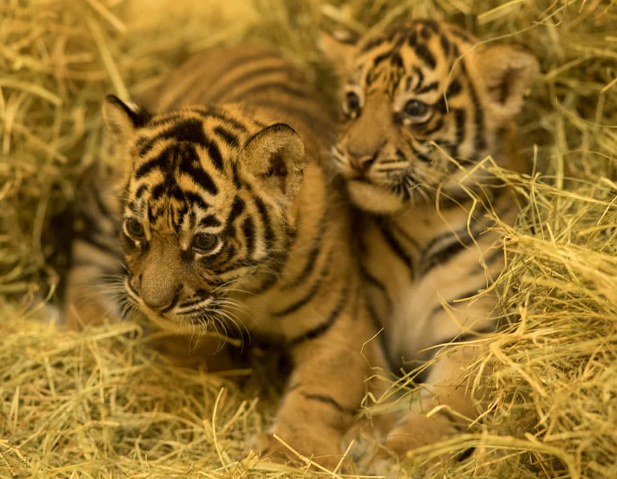 Sumatran tiger cubs at one month old