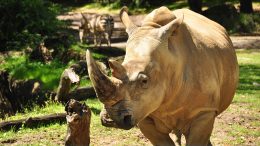 Get ‘Up Close with Rhinos’