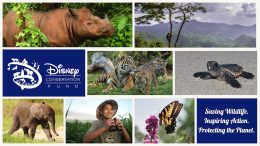 Disney Conservation Fund Collage