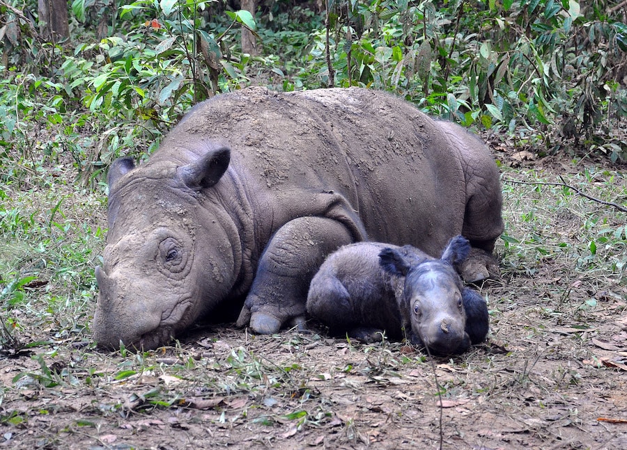 Mother and Baby Rhino at the Sumatran Rhino Sanctuary