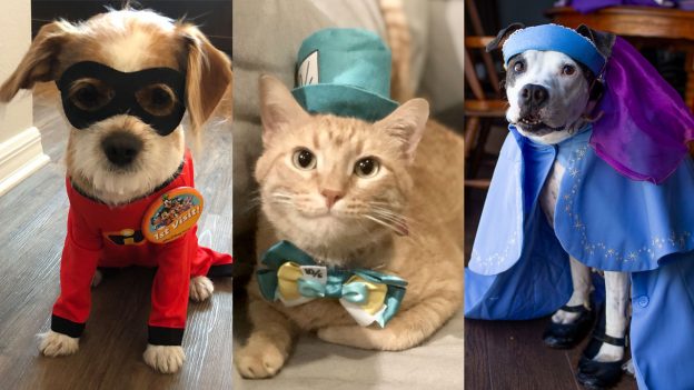 Disney Springs Cast Members’ Pets Are Dressed To Impress in Costumes Perfect for Halloween and Beyond