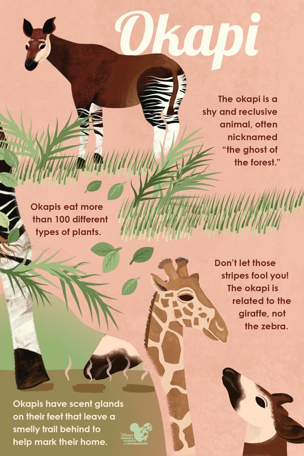 Okapi infographic