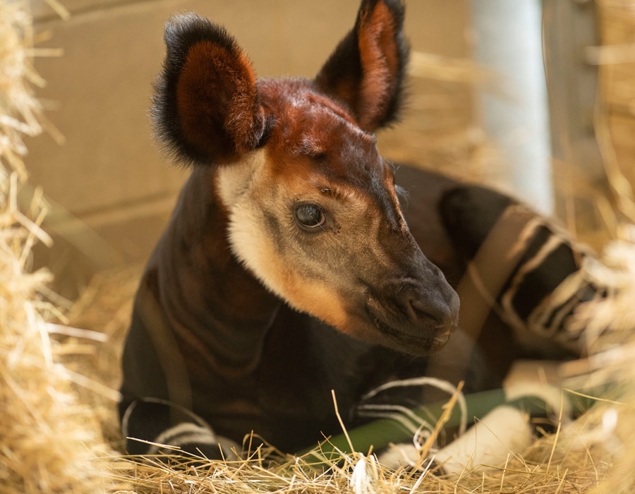 Baby Okapi Born at Disney's Animal Kingdom Lodge