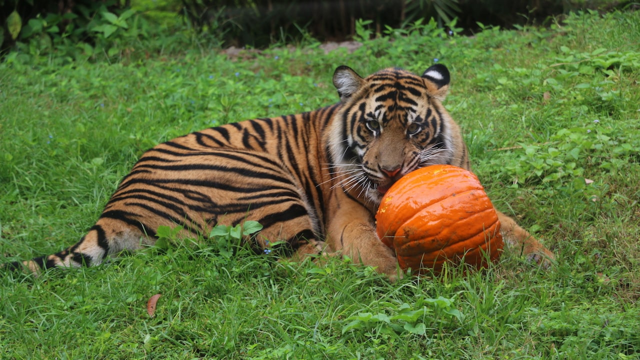 Wildlife Wednesday: Disney’s Animal Kingdom Celebrates Halloween with