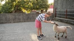 Boy Feeds Baby Goat on an Irish farm