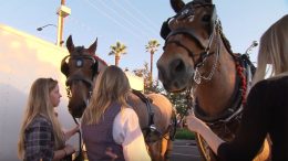 Disneyland Resort Horses Materialize at the Anaheim Halloween Parade