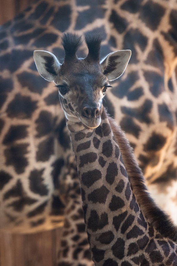 Baby Giraffe at Disney's Animal Kingdom