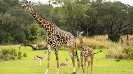 Amira, the Newest Giraffe Calf at Disney’s Animal Kingdom